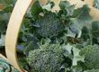 Broccoli to Fight Tummy Problems