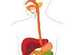 How Your Digestive System Works