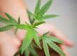 Controversial Cannabis Heals Bowels