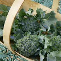 Tummy Trouble Diet Bacteria Broccoli